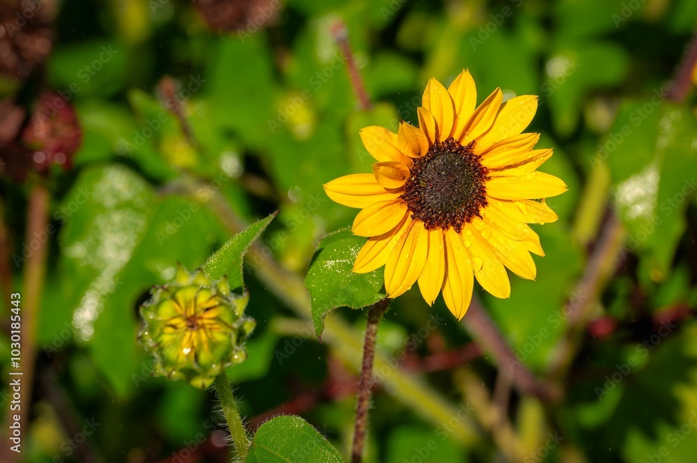 Close-up of a vibrant yellow sunflower in bloom.