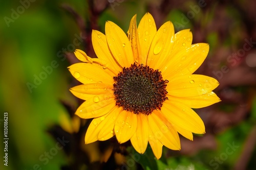 Vibrant yellow sunflower with water droplets