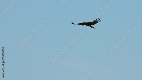 Slow motion footage of a black kite (Milvus migrans) flying high in the blue sky on a sunny day