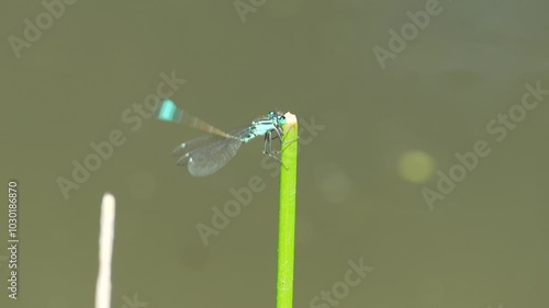 Closeup footage of a damselfly perching on a green plant stem moving its body up and down