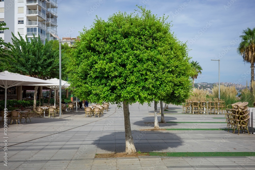 Vibrant green tree in a modern urban plaza with outdoor seating and buildings in the background
