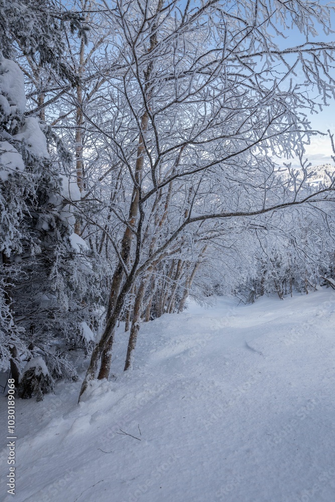 Serene winter scene with snow-covered trees, capturing the tranquility of a snowy forest. Vermont Serene winter scene with snow-covered trees, capturing the tranquility of a snowy forest. Vermont