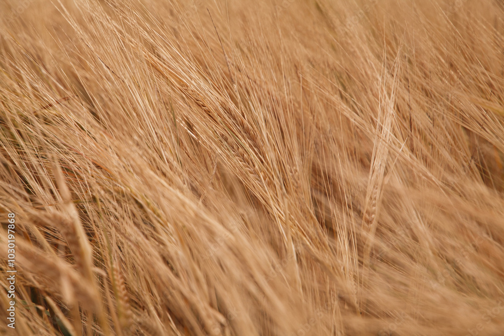 Soft golden waves of wheat dance in the wind, kissed by the sun on a serene summer day in a rural landscape. Soft golden waves of wheat dance in the wind, kissed by the sun on a serene summer day in a rural landscape.