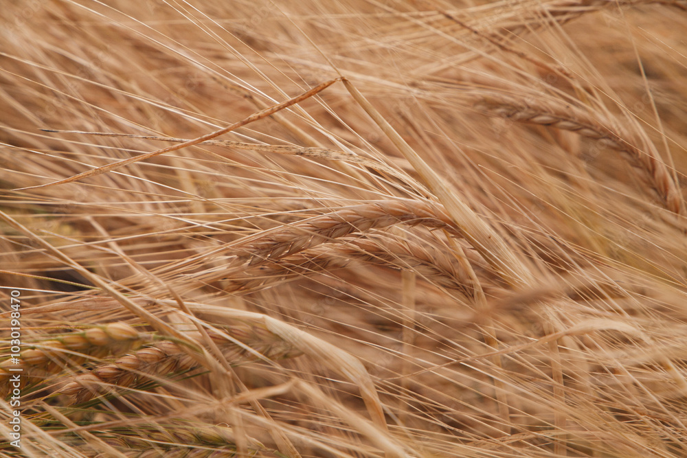 A vast field of golden wheat dances softly in the afternoon breeze, glistening under the sunlight. A vast field of golden wheat dances softly in the afternoon breeze, glistening under the sunlight.