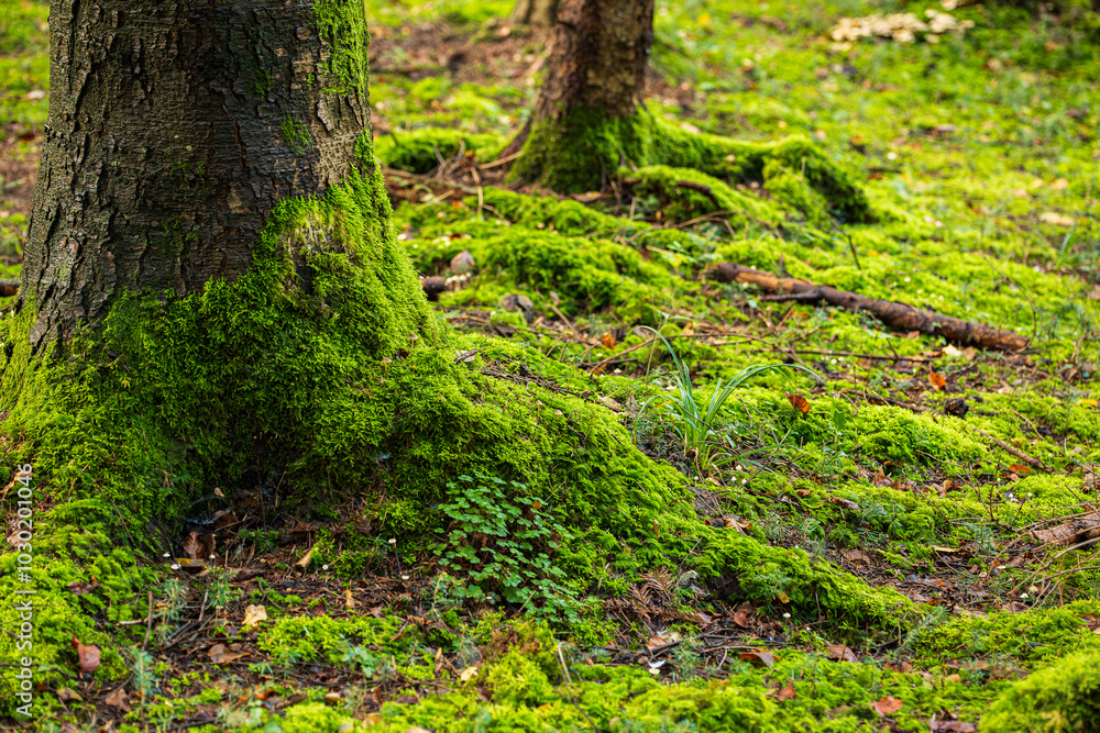 Mossy tree stump roots in a forest. Close up shot, low angle shot, shallow depth of field, no people Mossy tree stump roots in a forest. Close up shot, low angle shot, shallow depth of field, no people