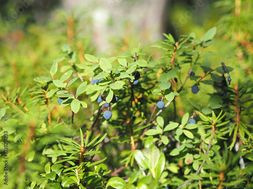 A close up of a bush with green leaves and blue berries. Concept of tranquility and natural beauty