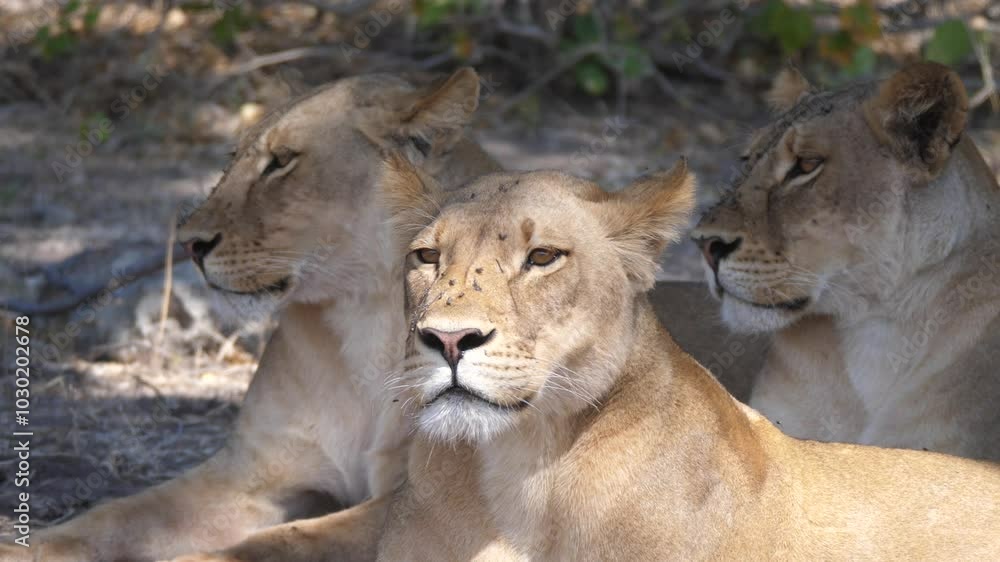 Three lioness laying together at Chobe National Park in Botswana Three lioness laying together at Chobe National Park in Botswana