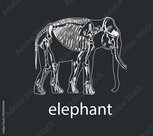 Elephant skeletal system on a white background sketch hand drawing vector illustration