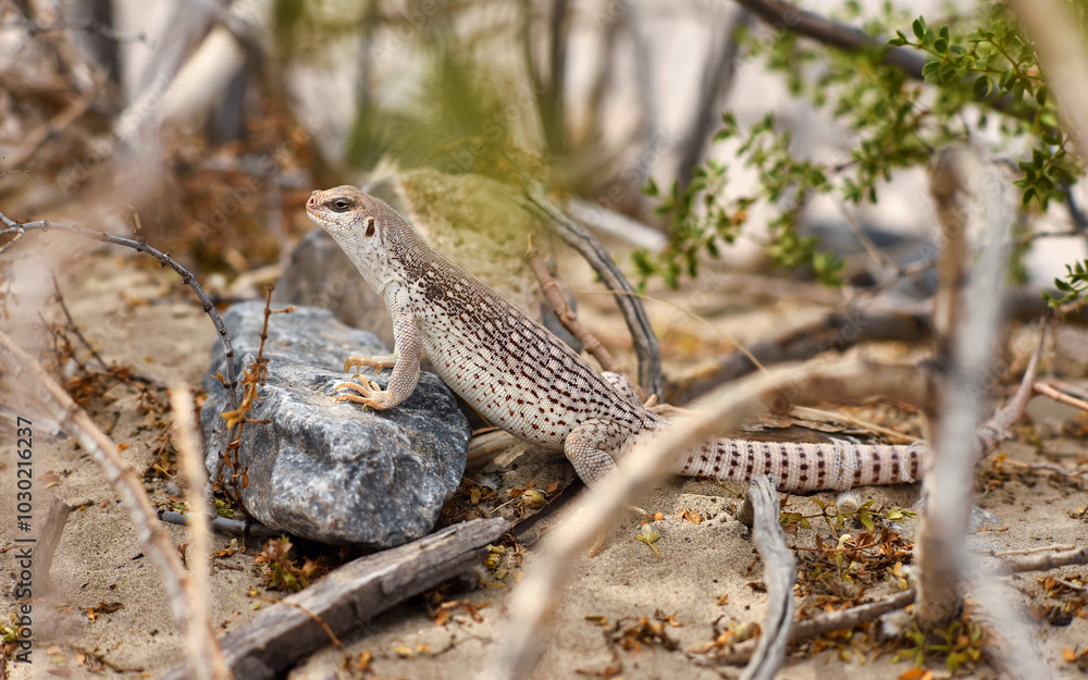 Desert iguana (Dipsosaurus dorsalis) leaning on a stone in Mesquite Flat Sand Dunes in the Death Valley, California, USA. Desert iguana (Dipsosaurus dorsalis) leaning on a stone in Mesquite Flat Sand Dunes in the Death Valley, California, USA.