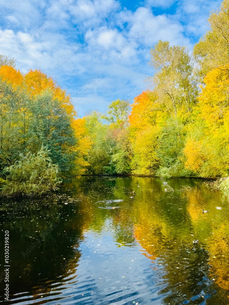 Autumn trees reflection on the water surface, pond in the park, beautiful autumn trees by the pond Autumn trees reflection on the water surface, pond in the park, beautiful autumn trees by the pond