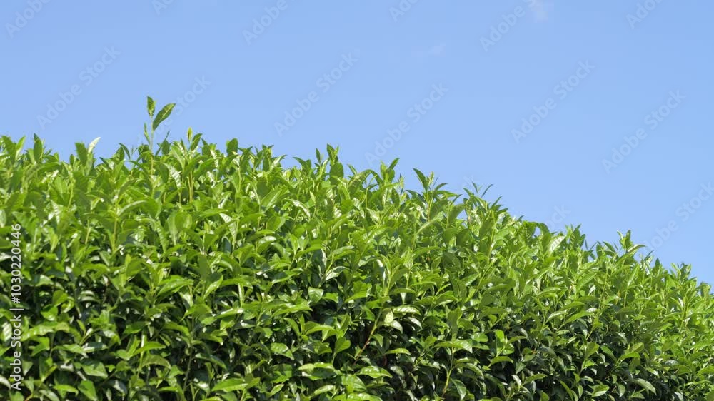 Tea fields and blue sky in Kyoto Tea fields and blue sky in Kyoto