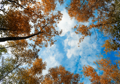 Autumn forest