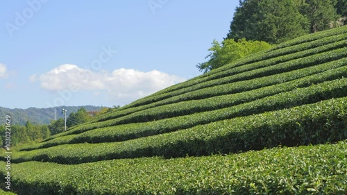 Beautiful Tea fields at Wazuka in Uji, Kyoto photo