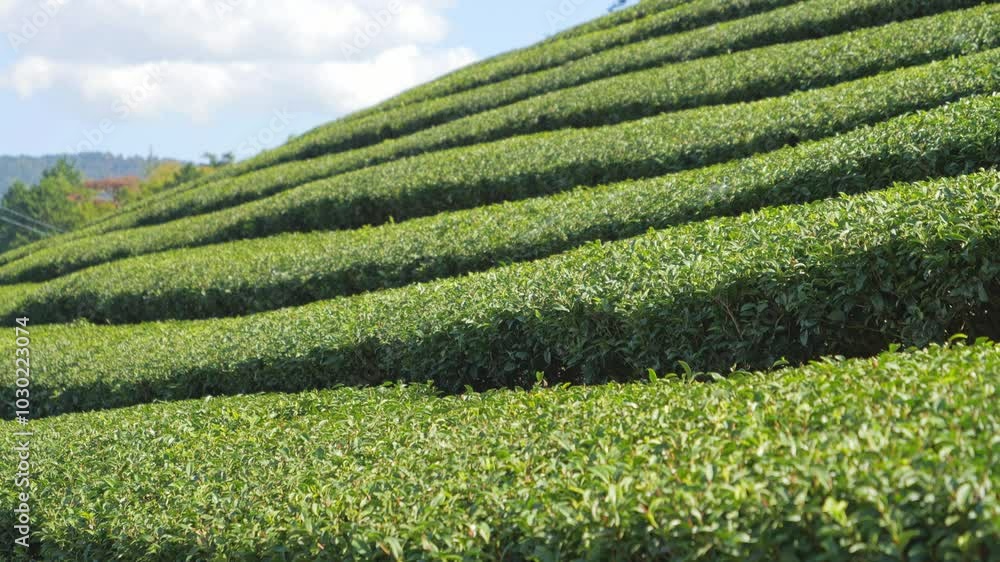 Beautiful Tea fields at Wazuka in Uji, Kyoto Beautiful Tea fields at Wazuka in Uji, Kyoto