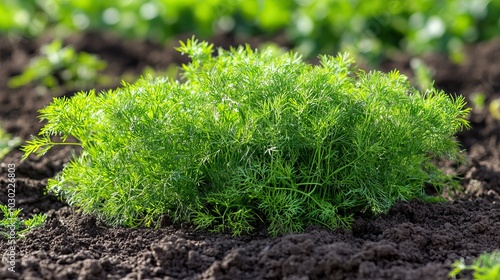 Fresh Dill in the Garden
