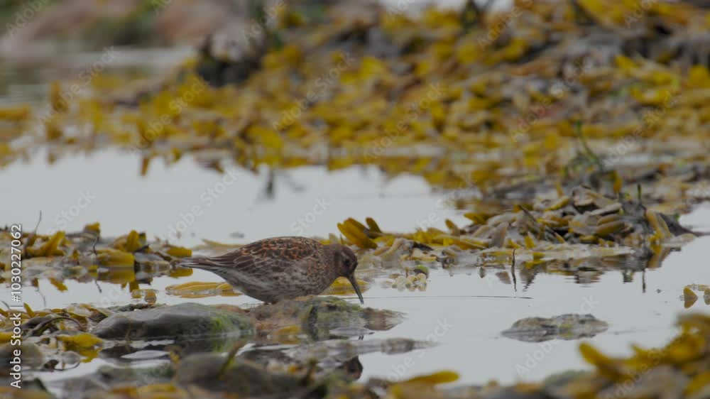 A Purple Sandpiper bird searches for food in a tidal pool surrounded by bright yellow seaweed in Iceland. The calm afternoon creates a serene atmosphere.