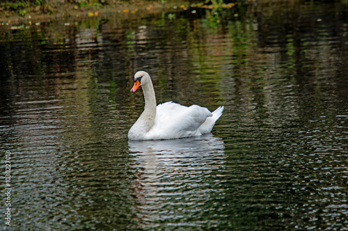 Ein weißer Schwan auf dem Wasser