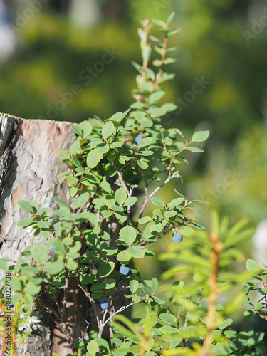 A close up of a bush with green leaves and blue berries. Concept of tranquility and natural beauty.