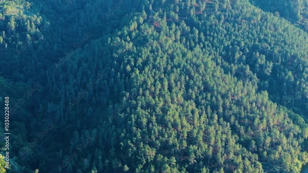 Coniferous Mountain Forests At Sunrise In Lugo, Galicia, Spain. Aerial Drone Shot Coniferous Mountain Forests At Sunrise In Lugo, Galicia, Spain. Aerial Drone Shot