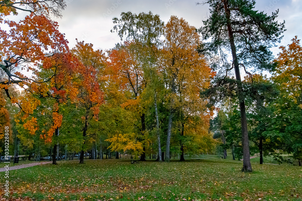 Fototapeta premium Autumn colours on the trees in Sibelius Park, Helsinki, Finland