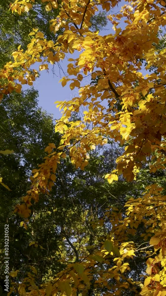 A low-angle view of trees showcasing vibrant autumn colors, with bright golden and green leaves standing out against a clear blue sky. The sun illuminates the canopy, creating a striking contrast A low-angle view of trees showcasing vibrant autumn colors, with bright golden and green leaves standing out against a clear blue sky. The sun illuminates the canopy, creating a striking contrast