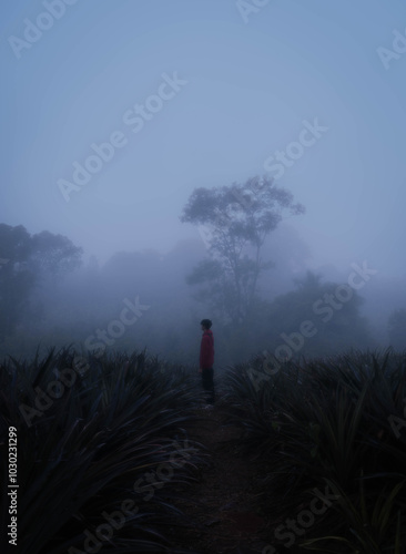 Foggy Woods photo