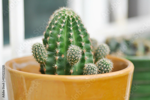 Echinopsis calochlora, Goloden Echinopsis calochlora or cactus or succulent photo