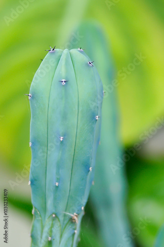 myrtillocactus geometrizans or cactus , Fairytale castle or Cereus peruvianus photo