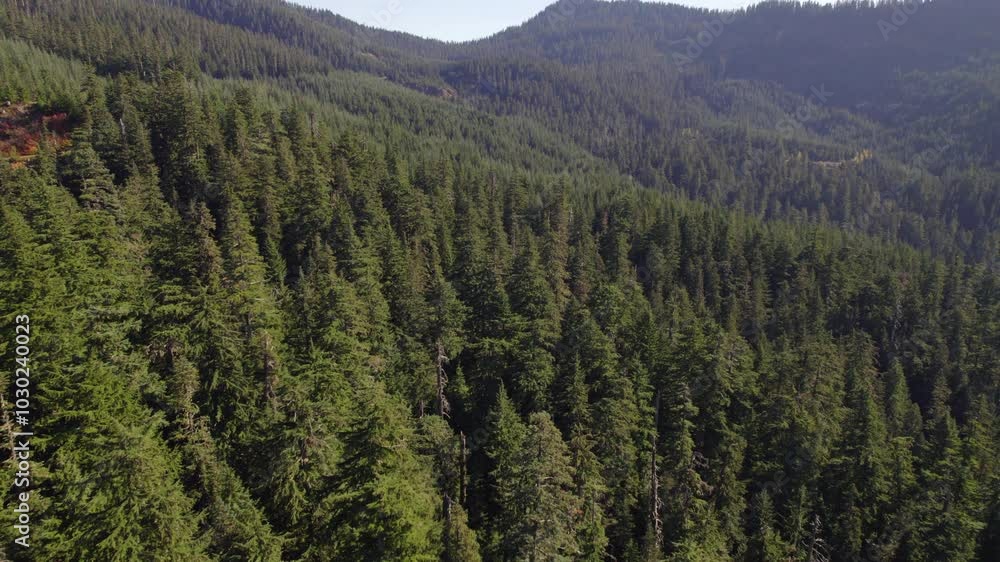 Aerial view of dense evergreen forest in the mountainous terrain of Washington State, USA Aerial view of dense evergreen forest in the mountainous terrain of Washington State, USA
