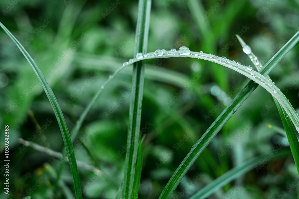 Drops of water after rain on juicy green grass. Drops of water after rain on juicy green grass.