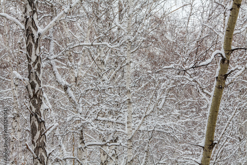 Fotografie a dense forest scene blanketed in fresh snow