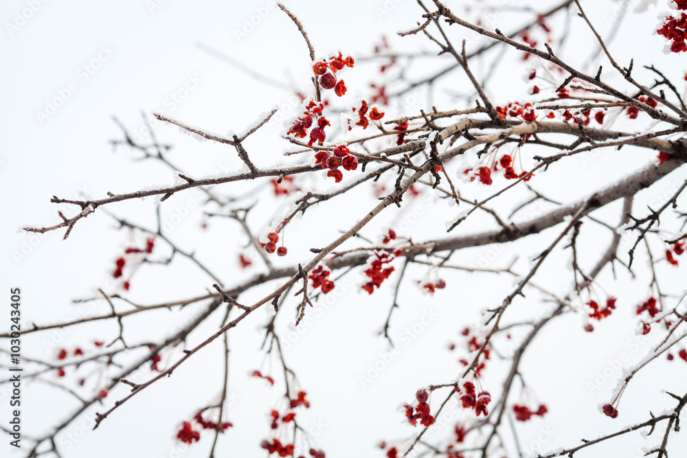 tree branches covered with small red berries. tree branches covered with small red berries.