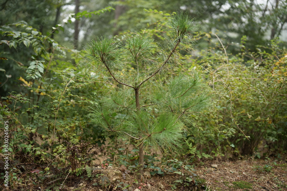 Obraz premium green moss on the tree