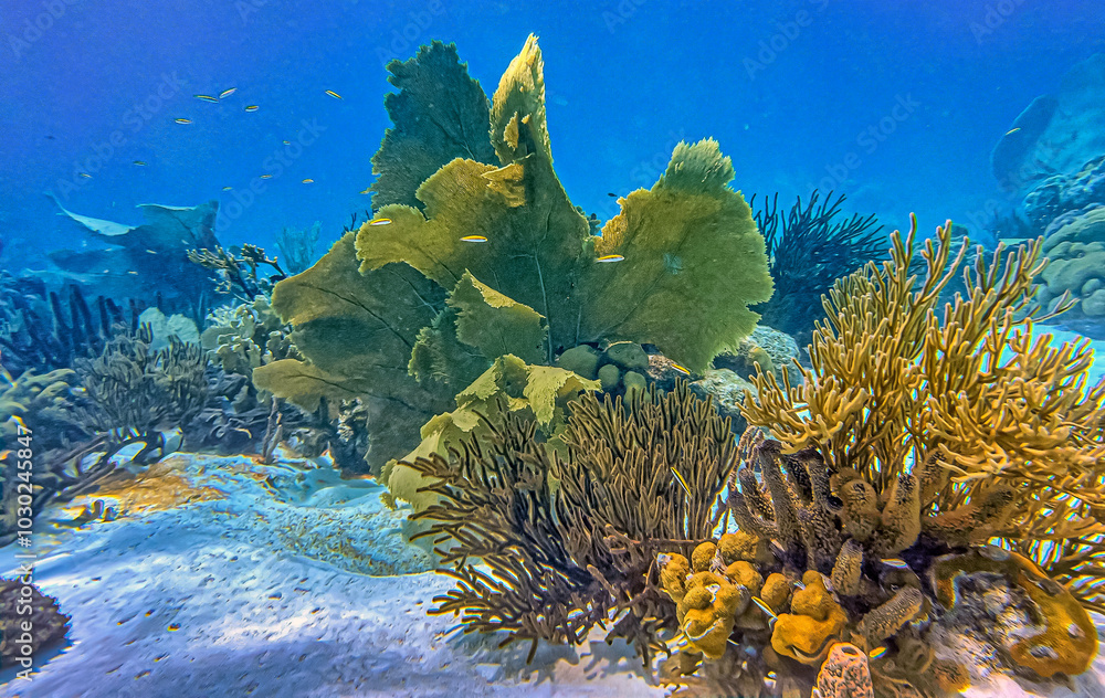 Caribbean coral garden, Bonaire