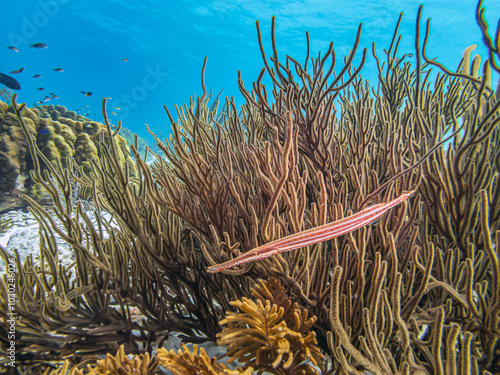 Caribbean coral garden, Bonaire photo