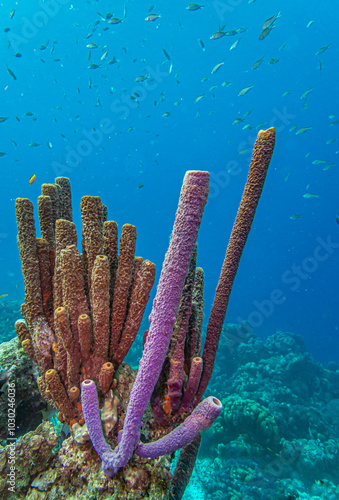 branching vase sponge,Callyspongia ,Cladochalina, aculeata