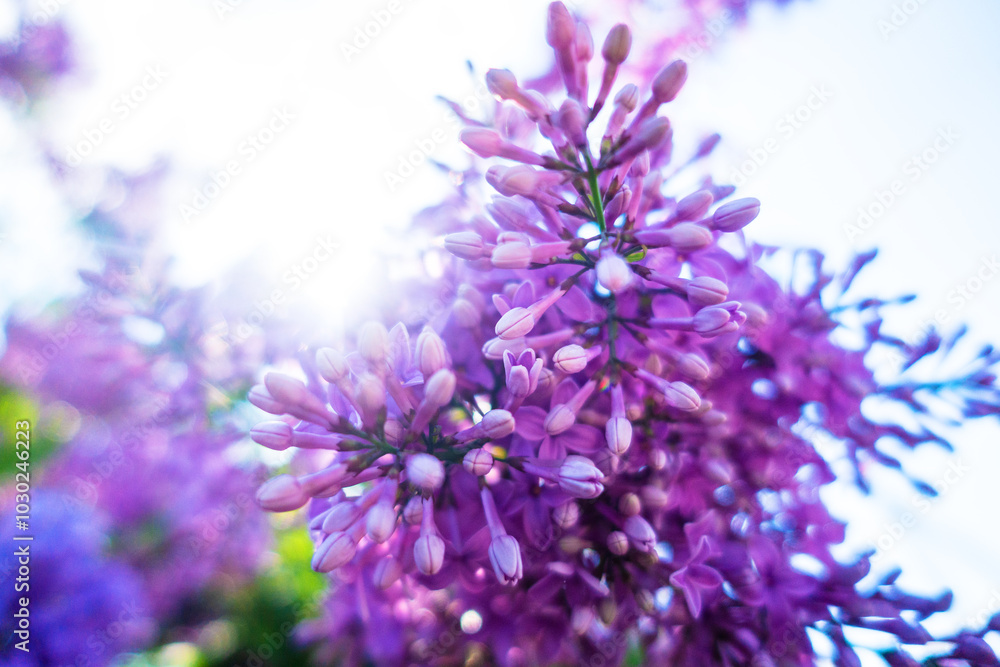 Branch with blooming purple lilac. Branch with blooming purple lilac.