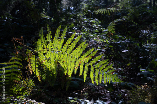 fern leaf in the forest in autumn at sun light photo