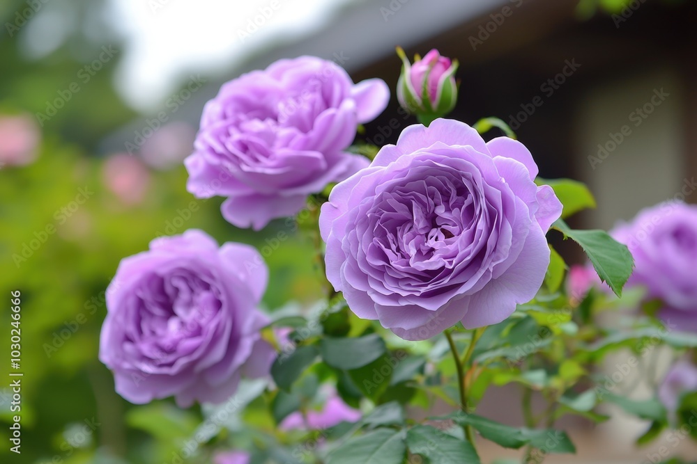 Lavender roses bloom gracefully in a serene garden setting during a summer afternoon Lavender roses bloom gracefully in a serene garden setting during a summer afternoon