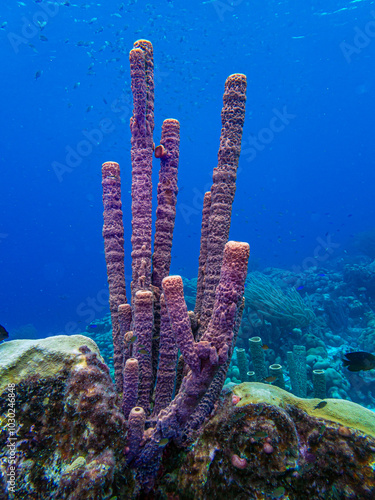 branching vase sponge,Callyspongia ,Cladochalina, aculeata photo