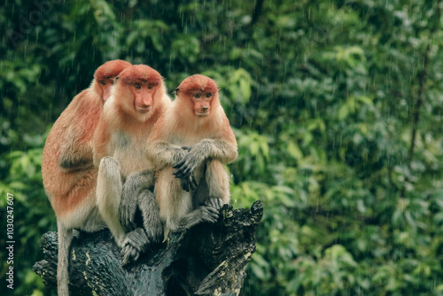 Foto Proboscis monkeys sheltering from rain in Borneo's lush rainforest during a trop