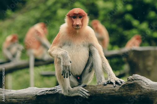 Proboscis monkey relaxing on a log in the lush jungle of Borneo during a calm afternoon