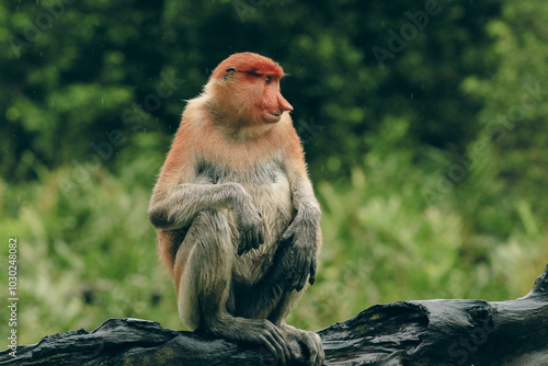 Photography Proboscis monkey resting on a log in the lush rainforests of Borneo during a tra