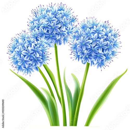 Blue Allium Flowers in Bloom