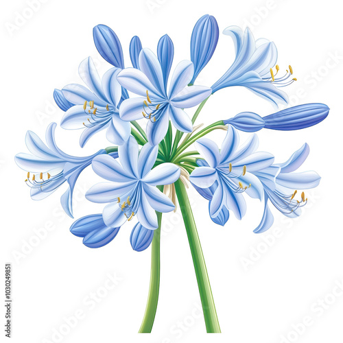 Blue Agapanthus Flower Blooming in Full Glory