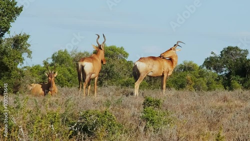 Three adult antelopes resting on a warm evening afternoon in the wild savannahs of South Africa. Wildlife in the Addo National elephants park. Safari