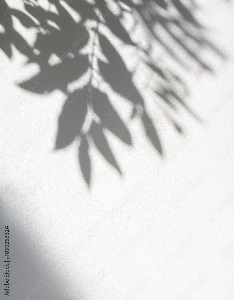 Leaf shadow and light on wall background. Nature tropical leaves tree branch and plant shade with sunlight from sunshine dappled on white wall texture for background wallpaper, shadow overlay effect Leaf shadow and light on wall background. Nature tropical leaves tree branch and plant shade with sunlight from sunshine dappled on white wall texture for background wallpaper, shadow overlay effect