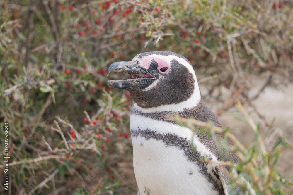 Naklejka premium Close-up of a Magellanic Penguin Spheniscus magellanicus standing in front of tall bushes.