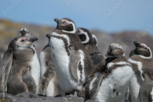 Close-up  of a group of Magellanic Penguin Spheniscus magellanicus standing on rocks photo