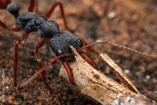 Wallpaper Mural Hard working ant Torontodigital.ca